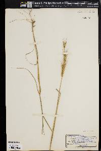 Elymus glabriflorus image