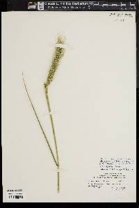 Elymus glabriflorus image