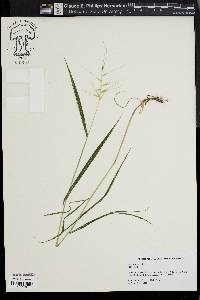 Elymus hystrix image