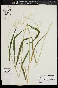 Elymus hystrix image