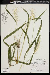 Elymus hystrix image