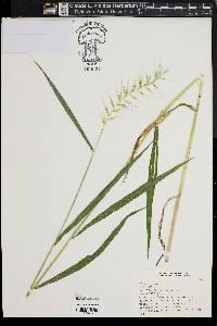 Elymus hystrix image