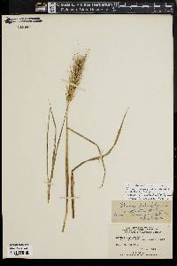 Elymus macgregorii image