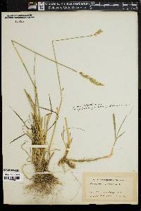 Elymus riparius image