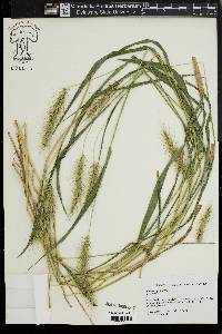 Elymus riparius image