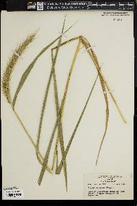 Elymus riparius image