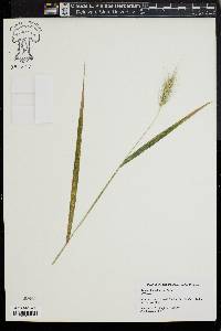 Elymus glabriflorus image