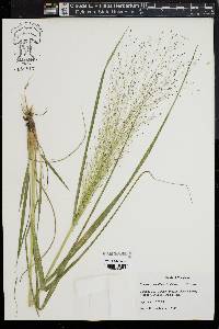 Eragrostis capillaris image