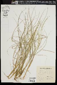 Eragrostis capillaris image