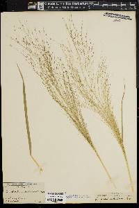 Eragrostis capillaris image