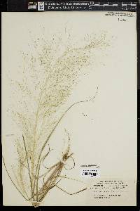 Eragrostis capillaris image