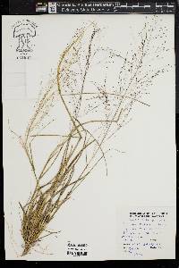 Eragrostis hirsuta image