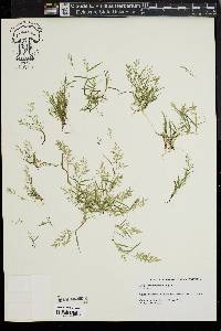 Eragrostis hypnoides image