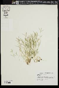 Eragrostis hypnoides image