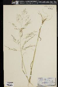 Eragrostis pilosa image