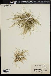 Eragrostis pilosa image