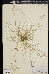 Eragrostis pilosa image