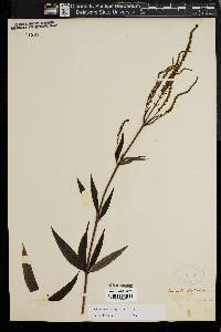 Veronicastrum virginicum image