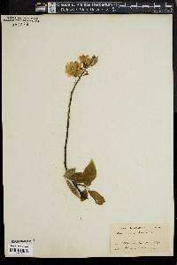 Halesia diptera image