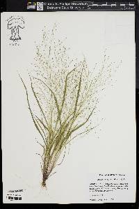 Eragrostis capillaris image