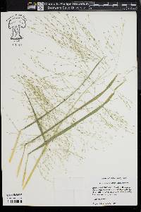 Eragrostis capillaris image