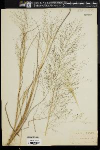 Eragrostis capillaris image