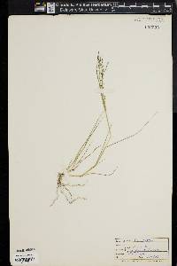 Eragrostis frankii image