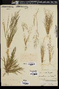 Eragrostis frankii image