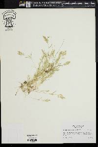 Eragrostis hypnoides image