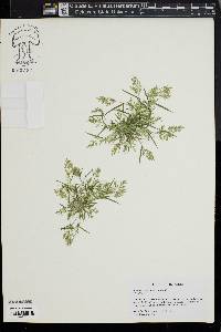 Eragrostis hypnoides image