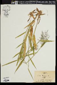 Eragrostis minor image