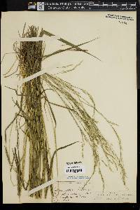 Festuca nutans image