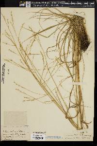 Festuca nutans image