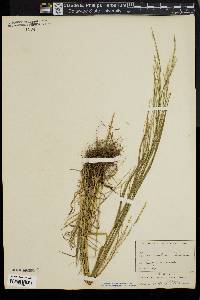 Festuca nutans image