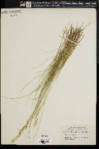 Festuca rubra image