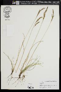 Festuca rubra image