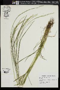 Festuca subverticillata image