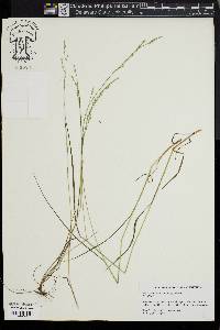 Festuca subverticillata image