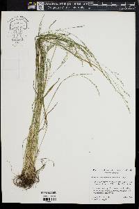 Festuca subverticillata image