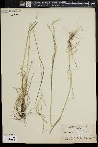 Festuca obtusa image