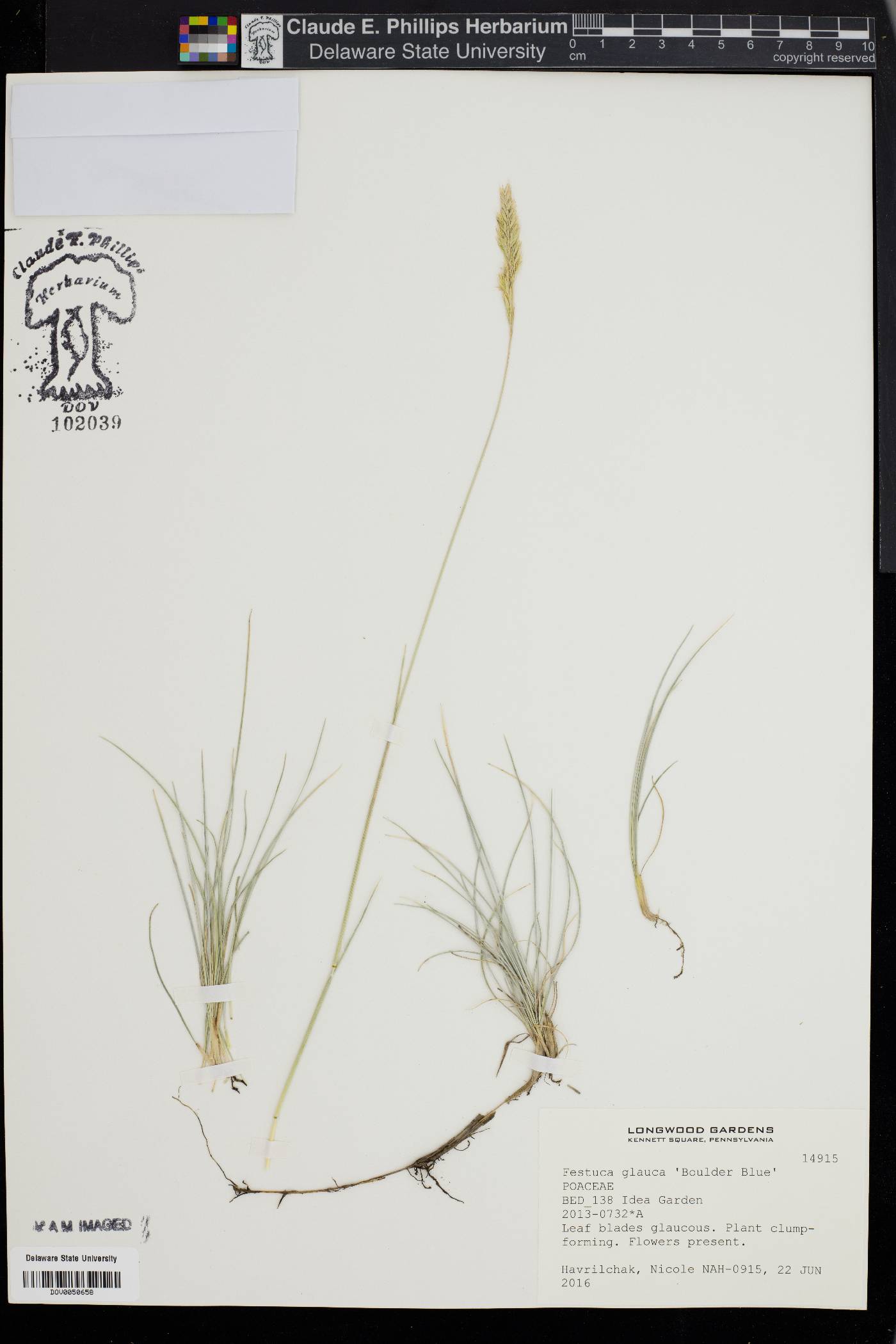 Festuca arvernensis image