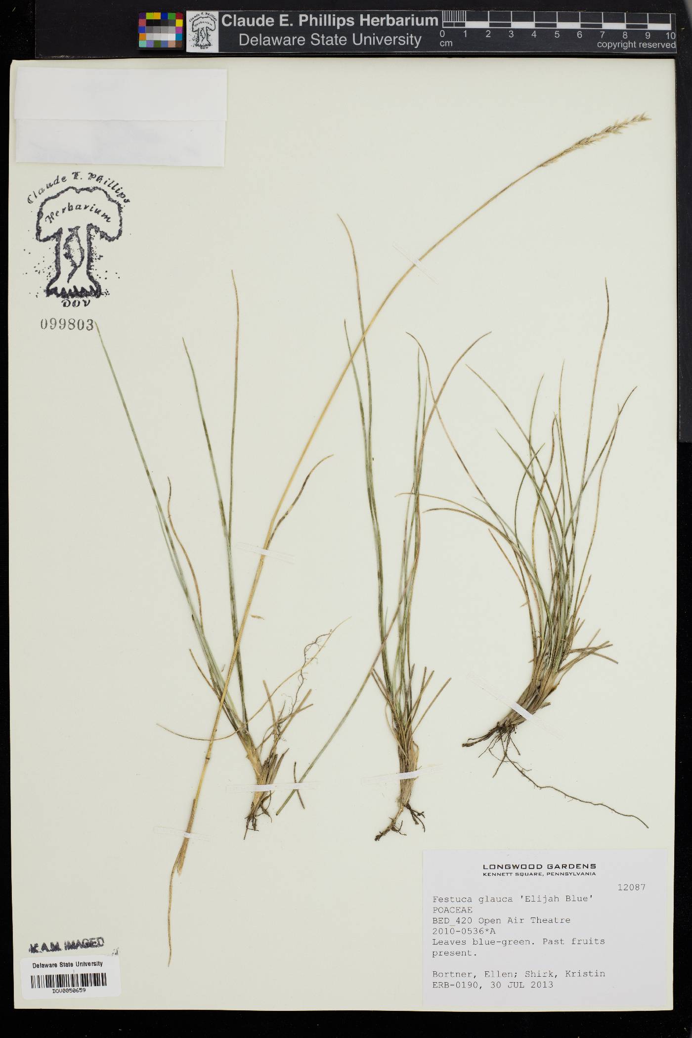 Festuca arvernensis image