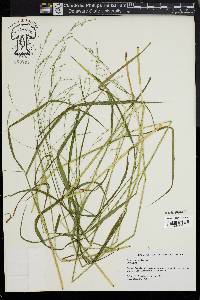 Festuca obtusa image