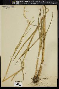 Glyceria acutiflora image