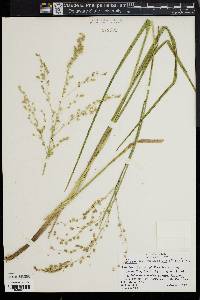 Glyceria canadensis image