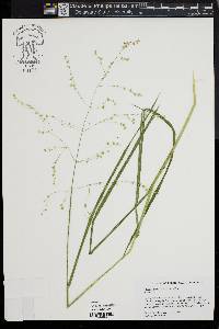 Glyceria canadensis image