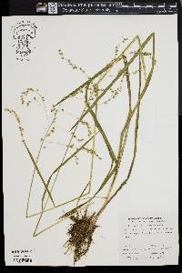 Glyceria canadensis image