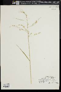 Glyceria canadensis image