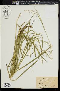 Glyceria canadensis image