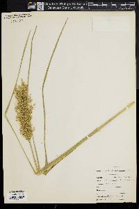 Glyceria obtusa image